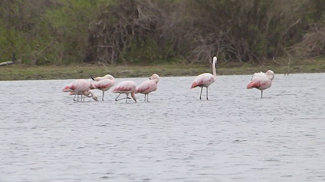 Chilean Flamingo - ML632987676