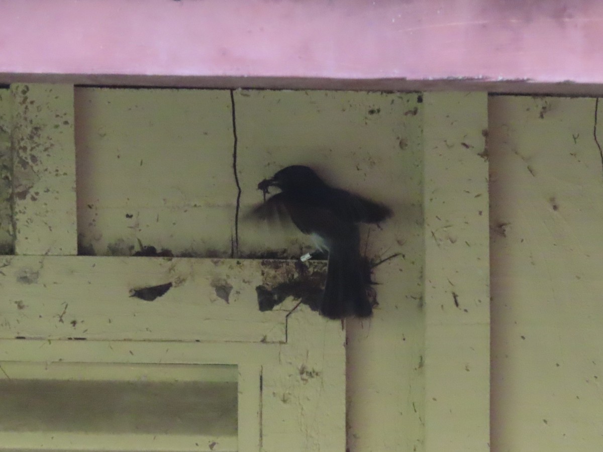 Black Phoebe - ML632987786