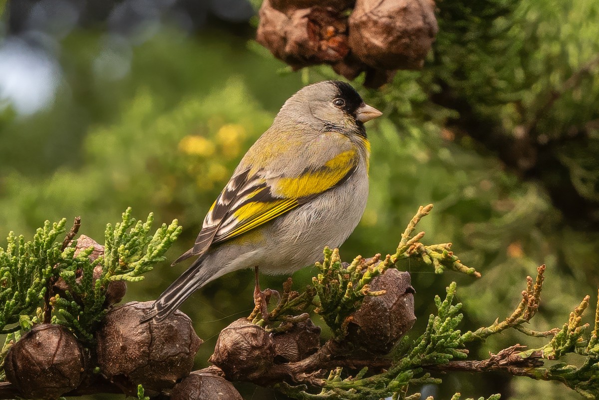 Lawrence's Goldfinch - Tom Hambleton