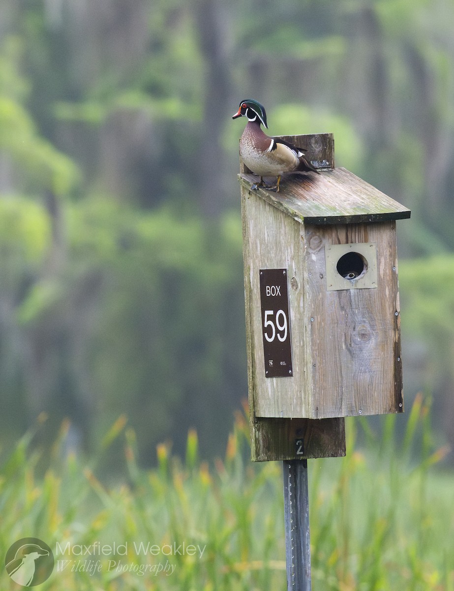 Wood Duck - ML632987921