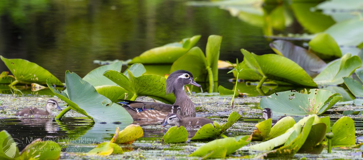 Wood Duck - ML632987939