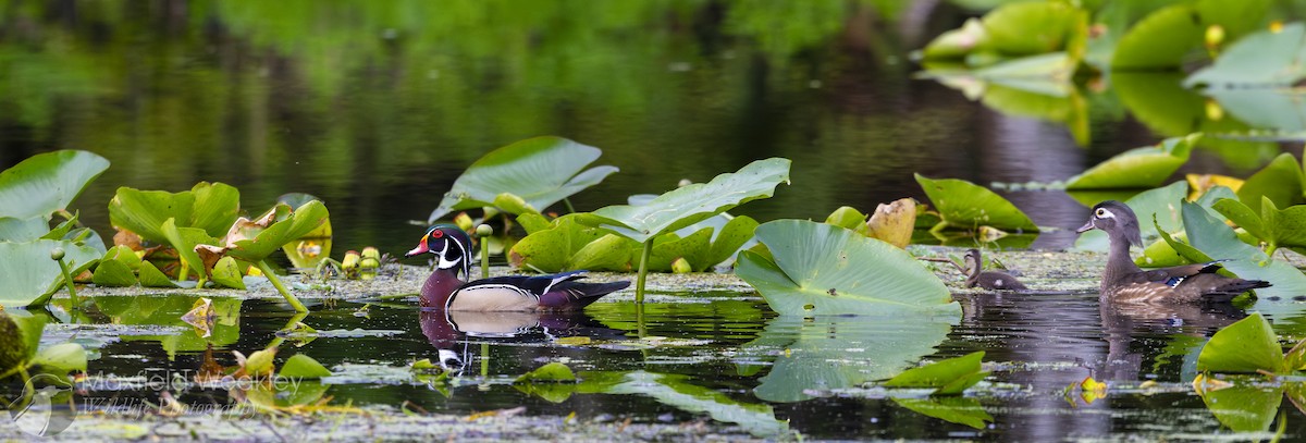 Wood Duck - ML632987940