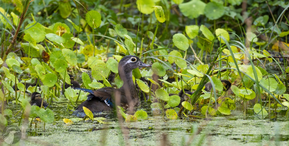 Wood Duck - ML632987941