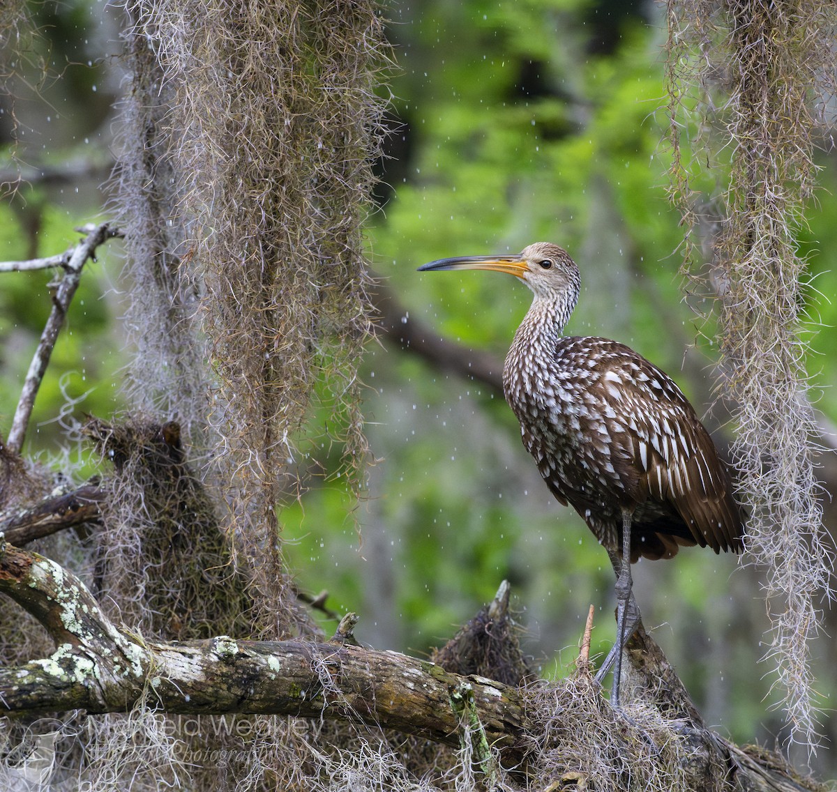 Limpkin (Speckled) - ML632987946