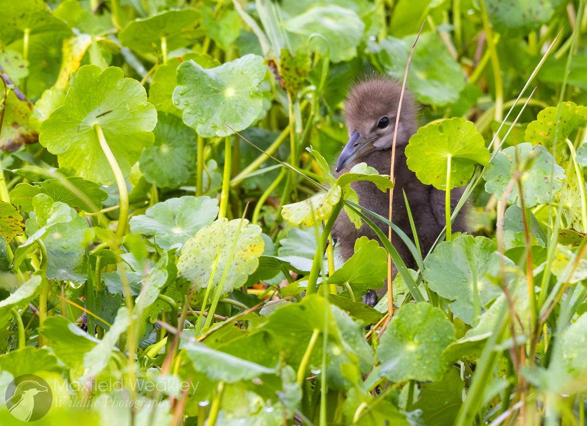 Limpkin (Speckled) - ML632987949