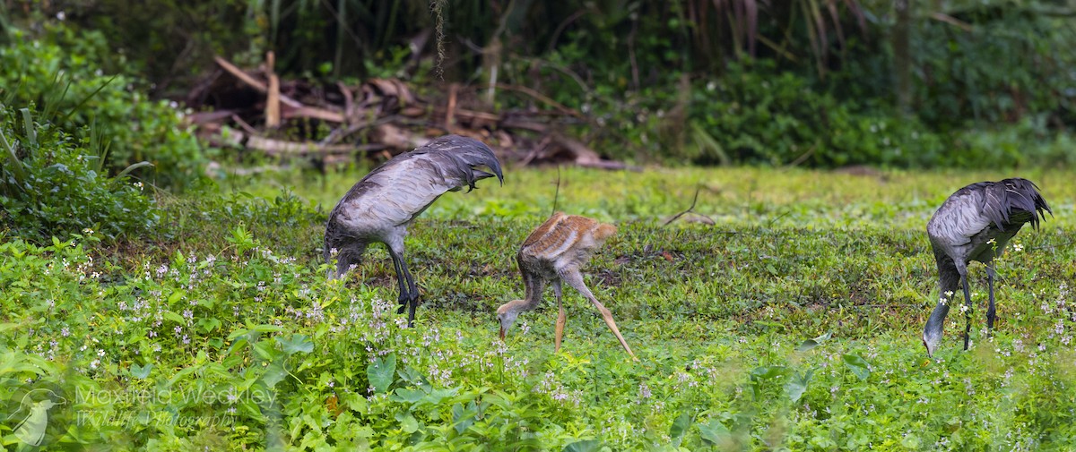 Sandhill Crane (Florida) - ML632987976