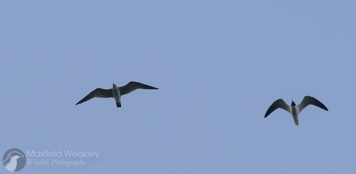 Laughing Gull - ML632987978