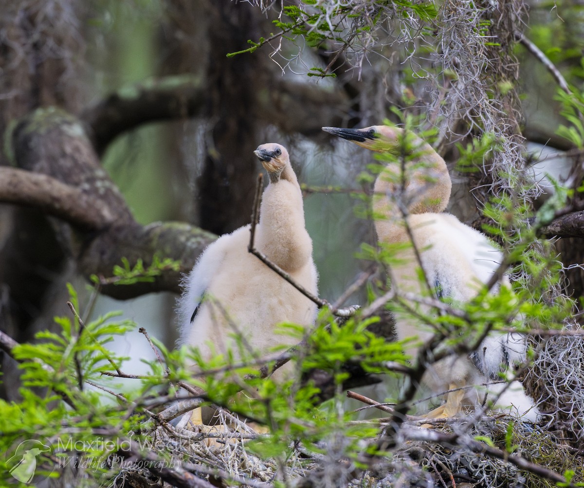 Anhinga - ML632987990