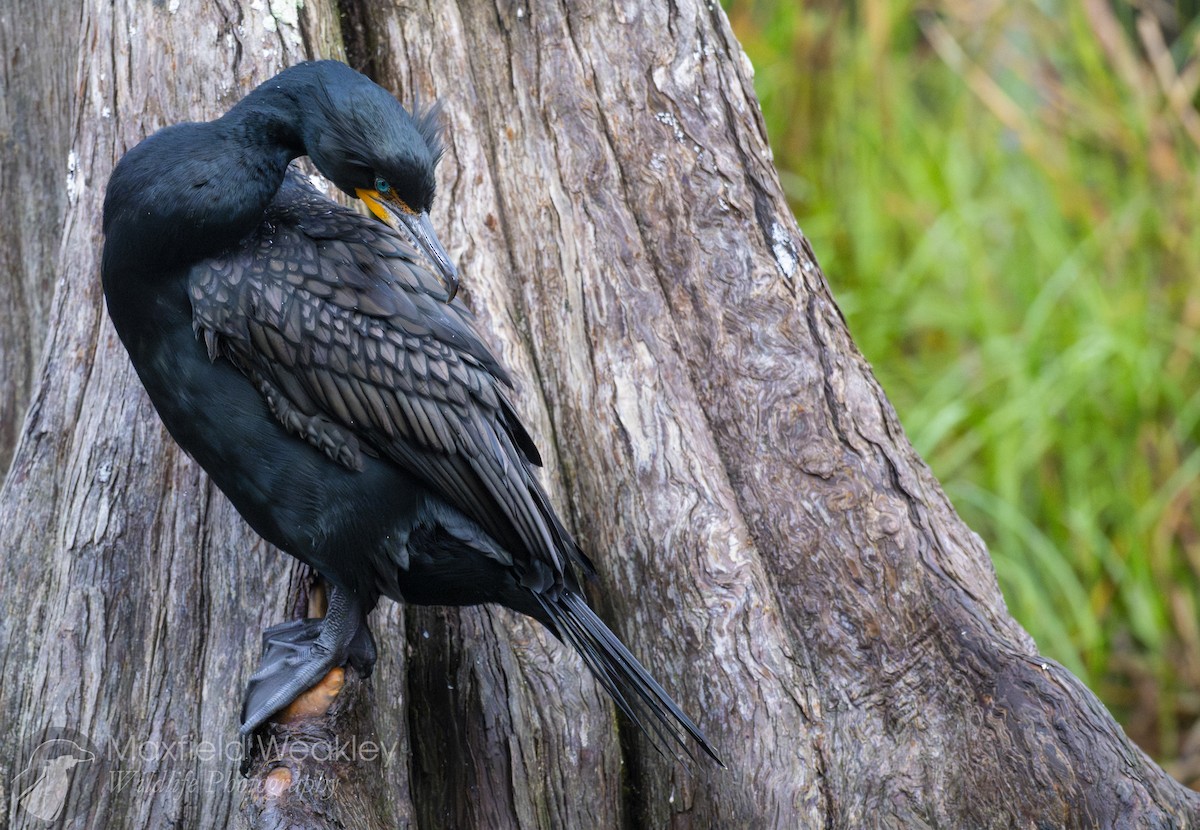 Double-crested Cormorant - ML632987996