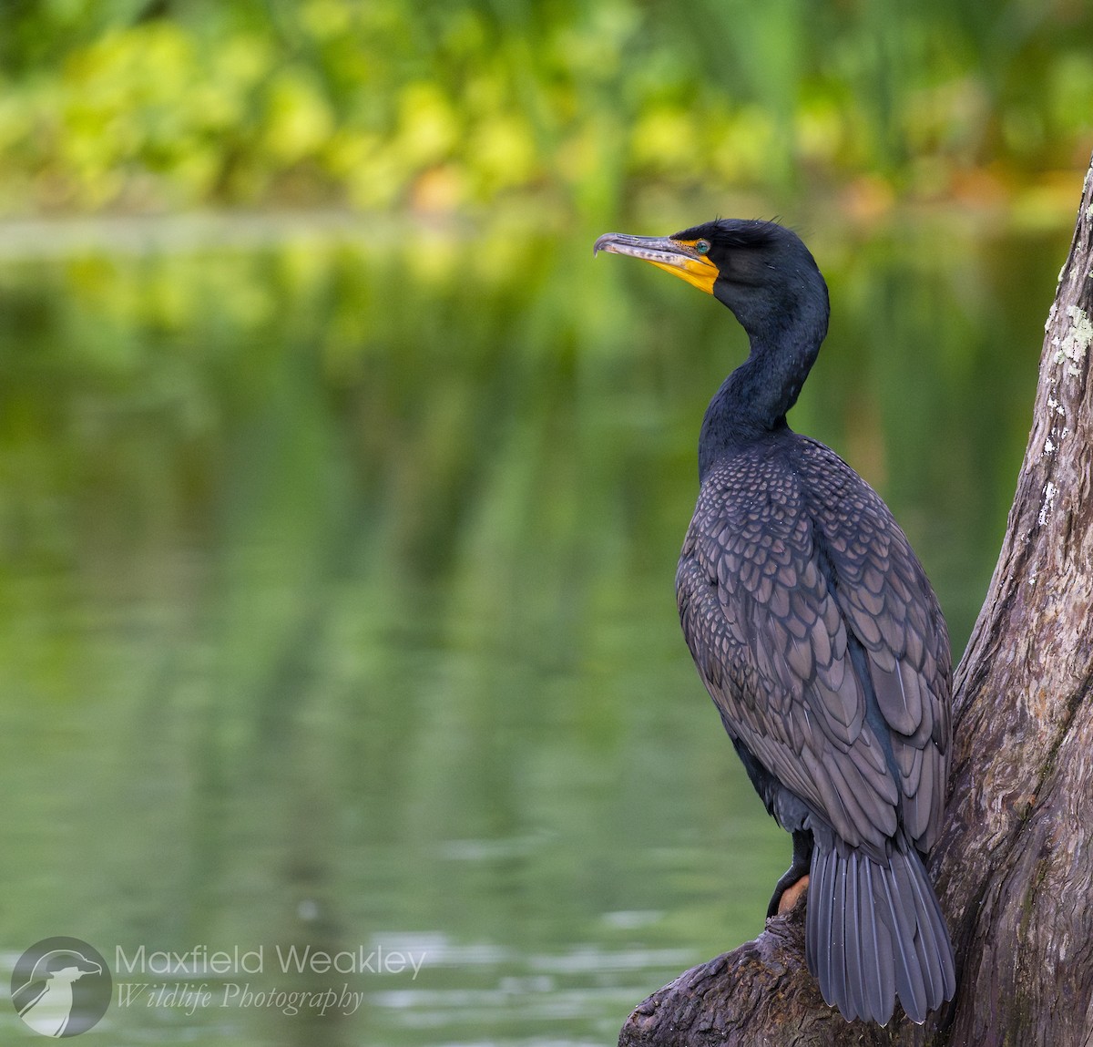 Double-crested Cormorant - ML632988002