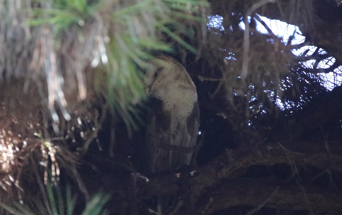 American Barn Owl (White-winged) - ML632988006