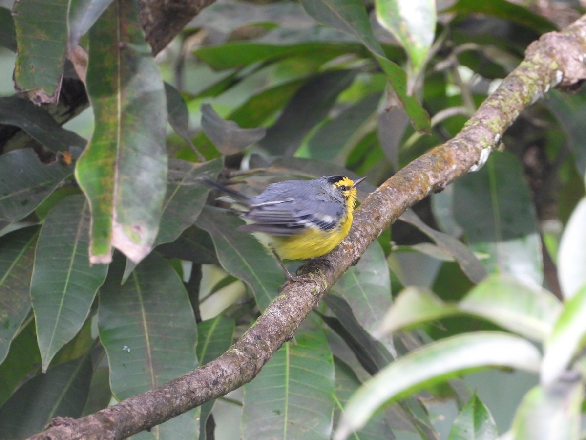St. Lucia Warbler - ML632988052