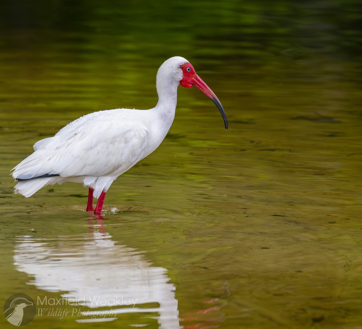 White Ibis - ML632988067