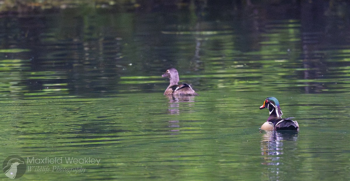 Wood Duck - ML632988105