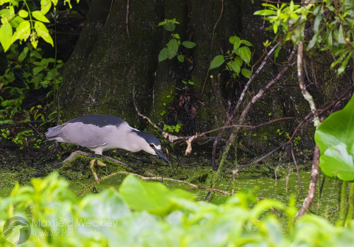 Black-crowned Night Heron (American) - ML632988110