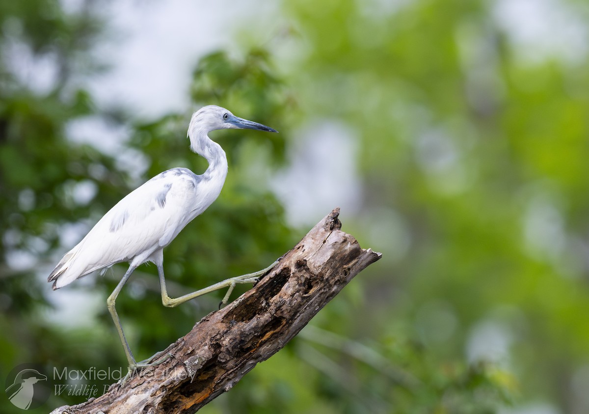 Little Blue Heron - ML632988123