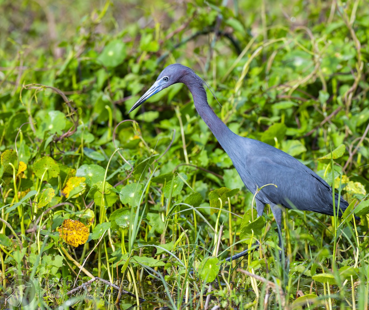 Little Blue Heron - ML632988129