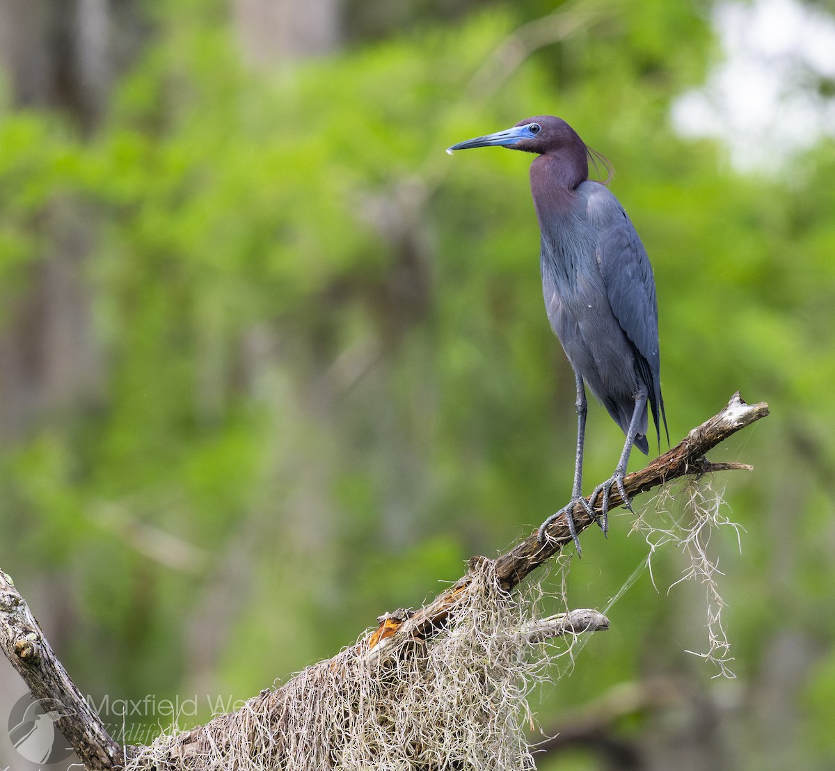 Little Blue Heron - ML632988130