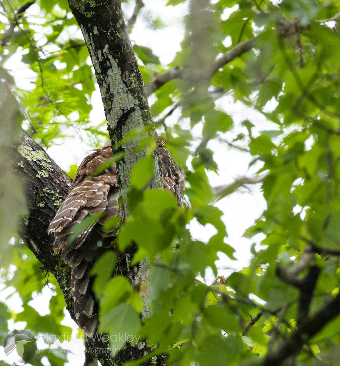 Barred Owl - ML632988137
