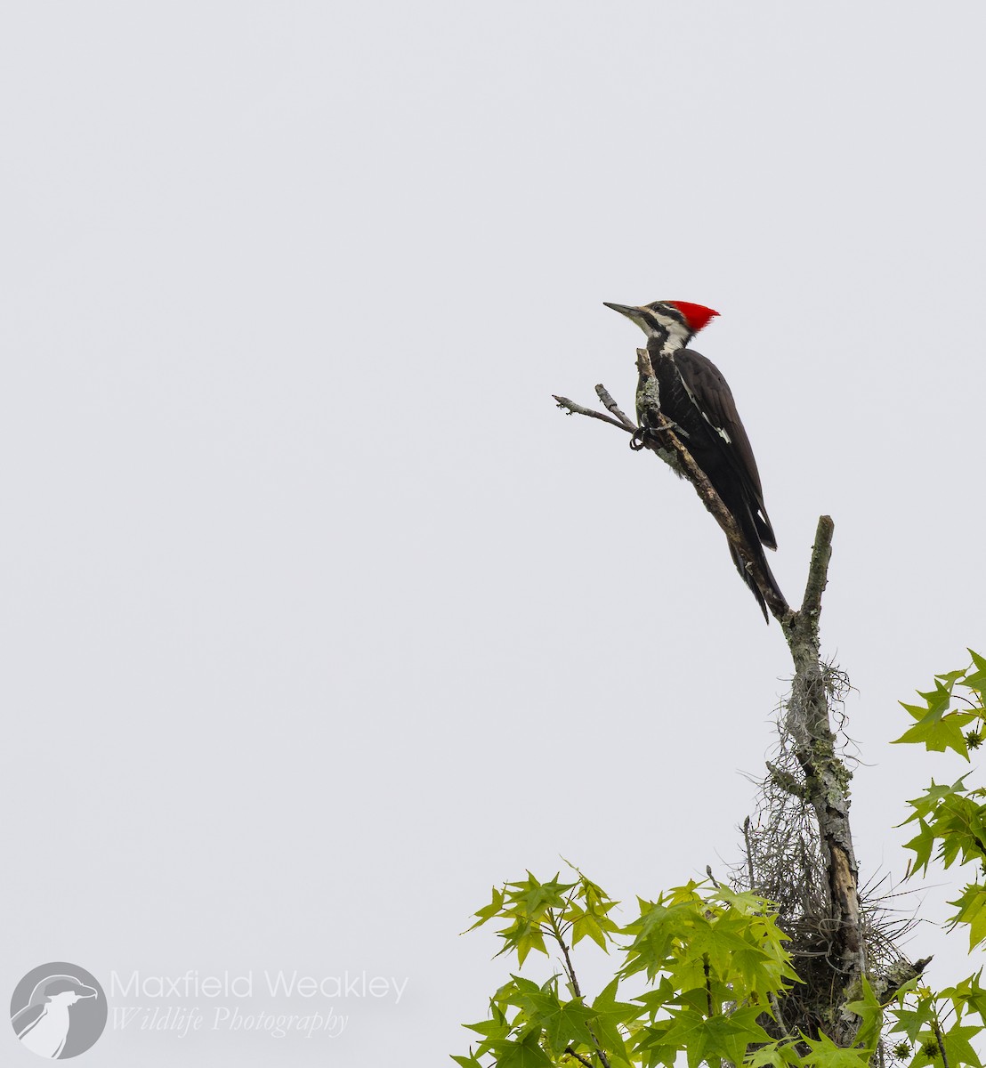 Pileated Woodpecker - ML632988144
