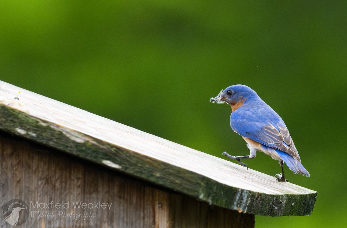 Eastern Bluebird (Eastern) - ML632988157
