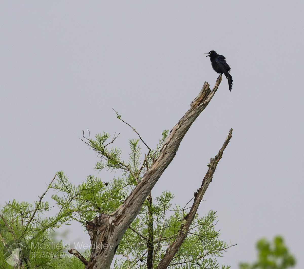 Common Grackle (Florida/Purple) - ML632988172