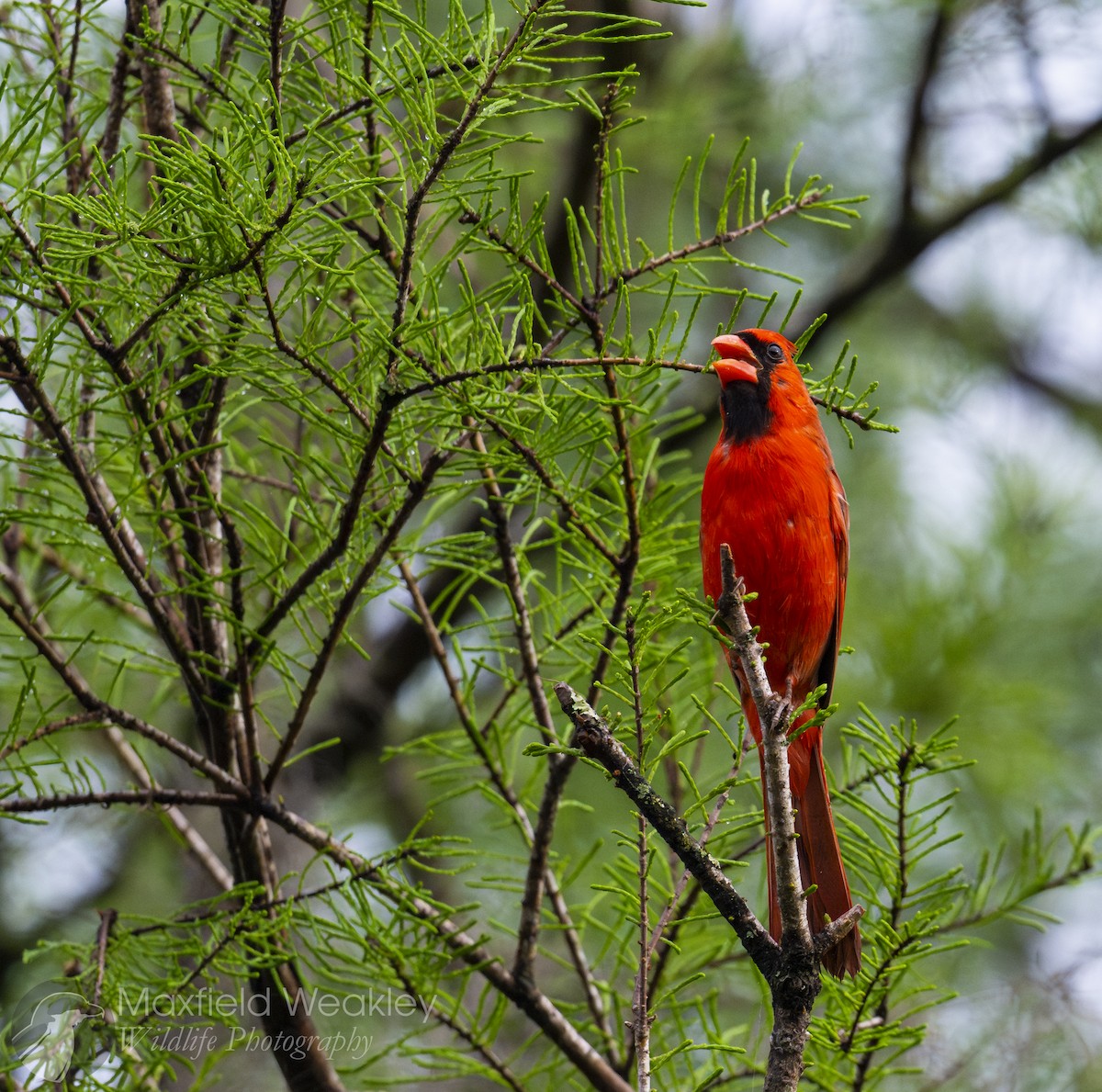 Northern Cardinal - ML632988178