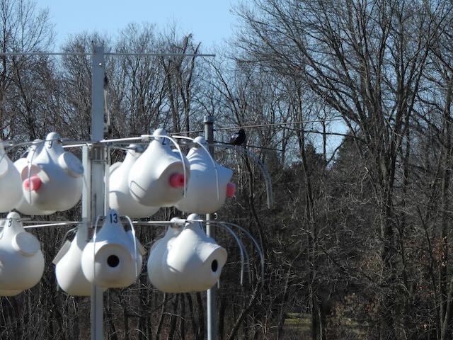 Purple Martin - ML632988346