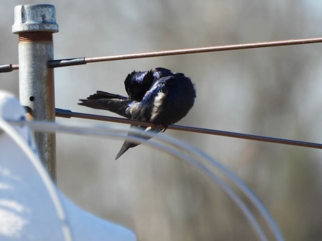 Purple Martin - ML632988347