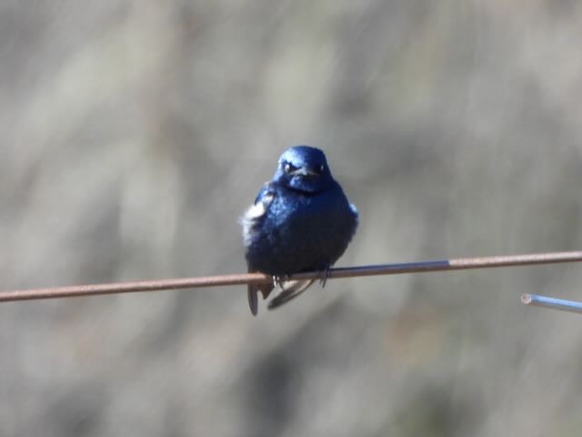 Purple Martin - ML632988348