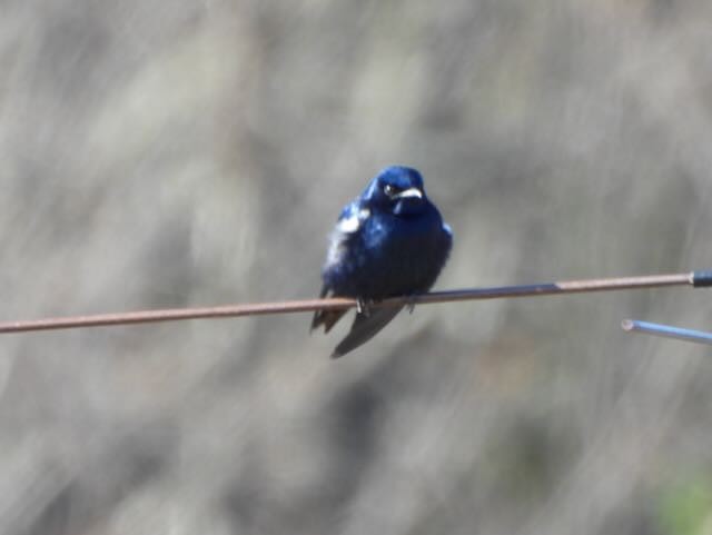 Purple Martin - ML632988349