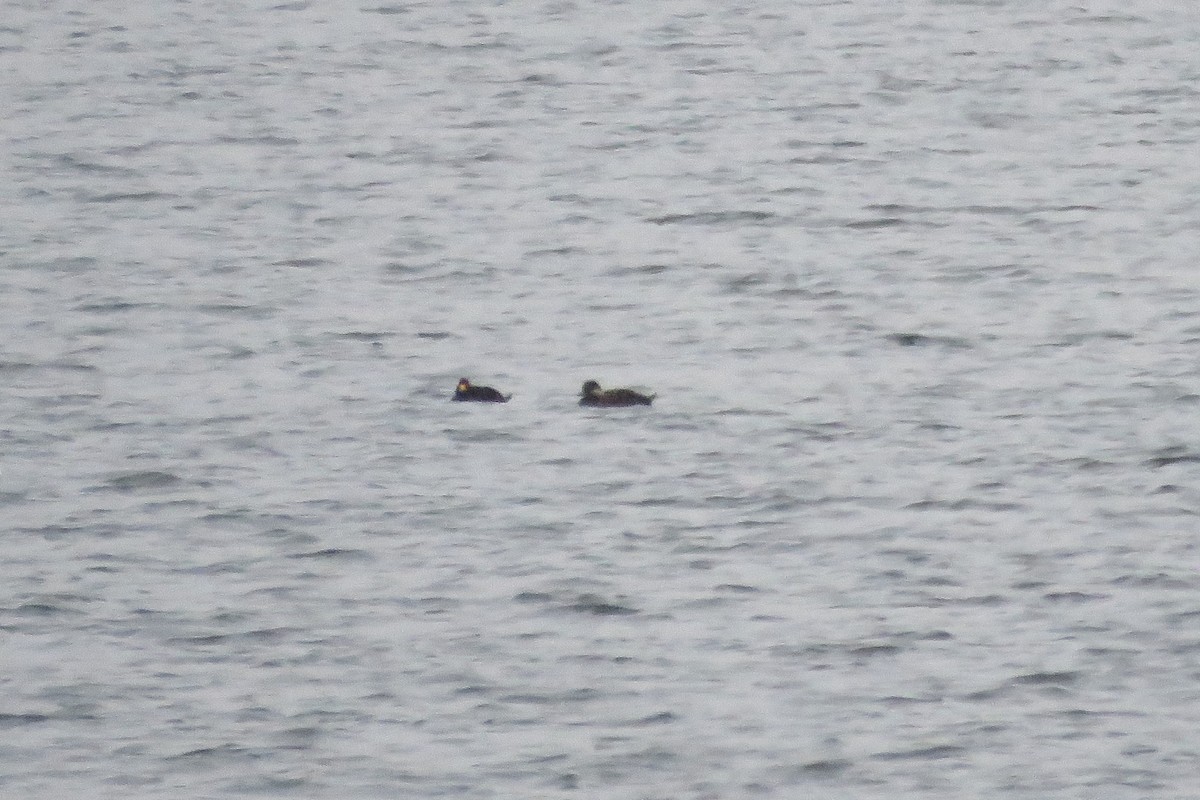 Black Scoter - ML632988483