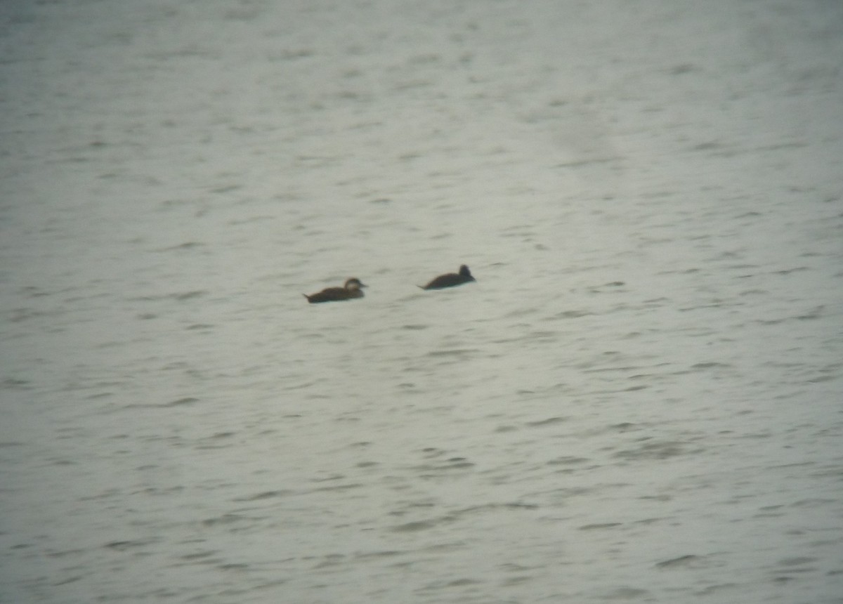 Black Scoter - ML632988484