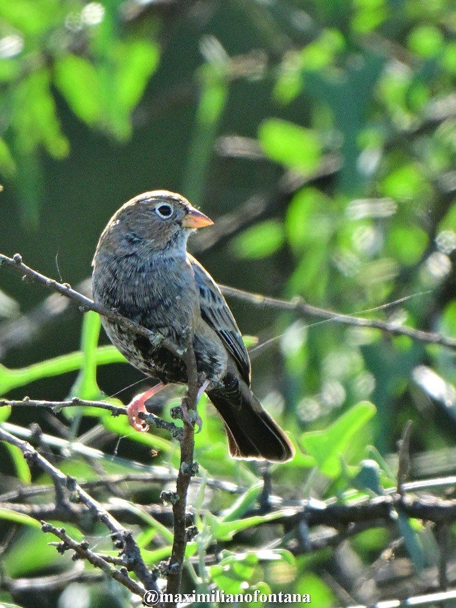 Carbonated Sierra Finch - ML632988668