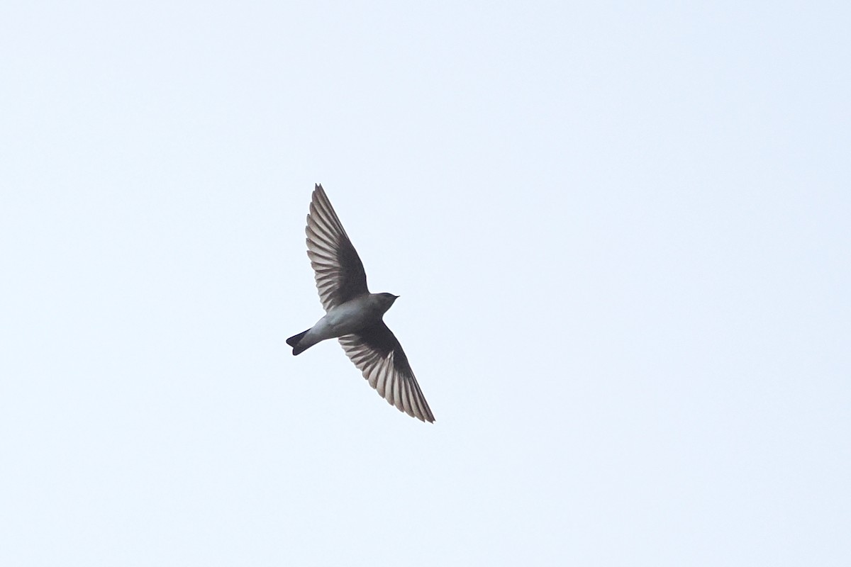 Northern Rough-winged Swallow - ML632988679