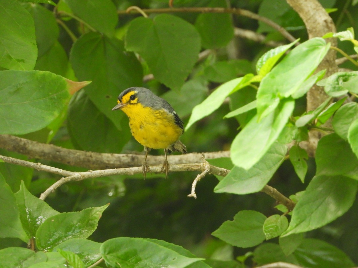 St. Lucia Warbler - ML632988696