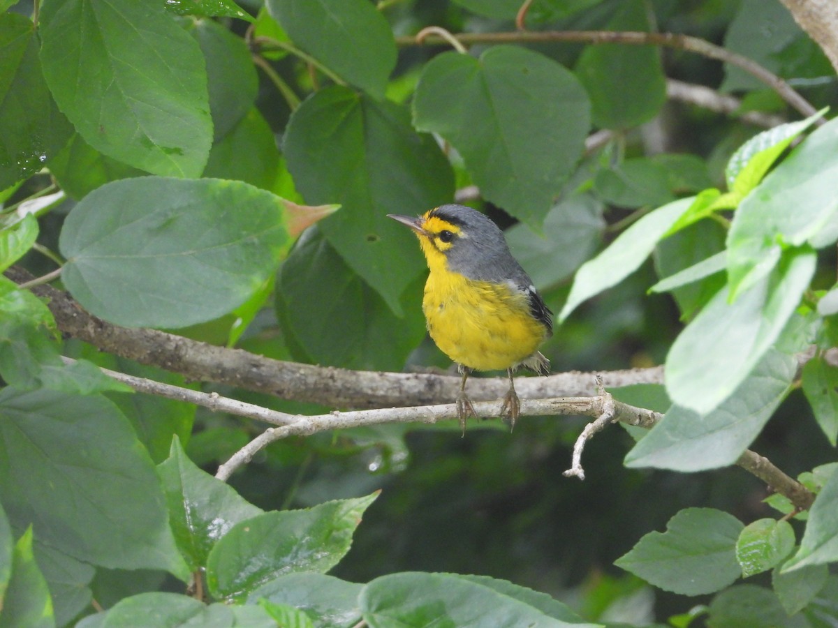 St. Lucia Warbler - ML632988698