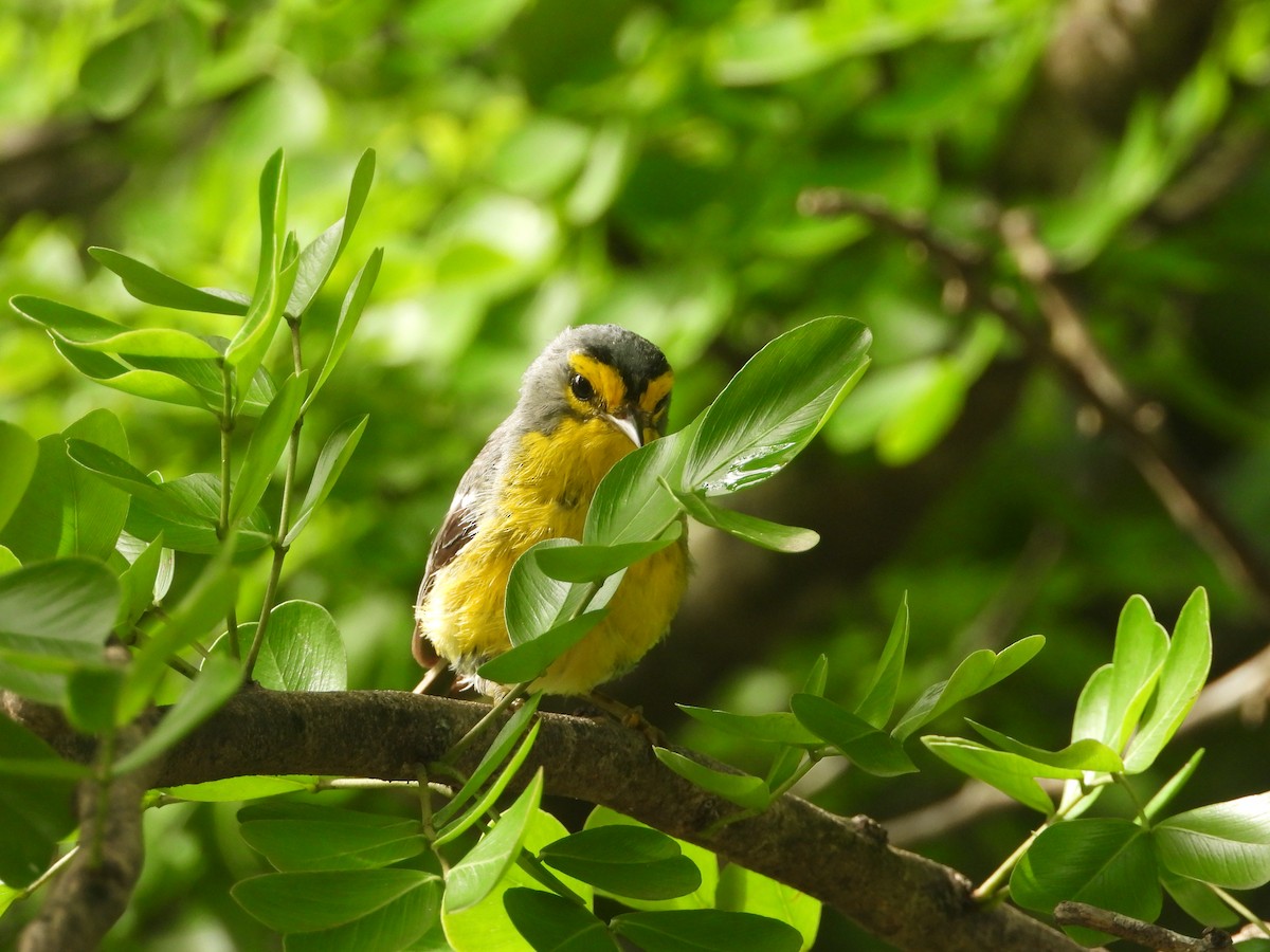 St. Lucia Warbler - ML632988740