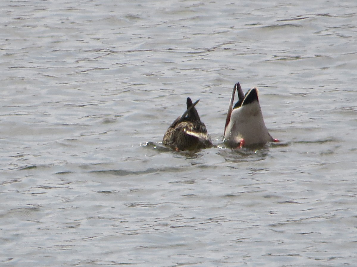 Stockente - ML632988870