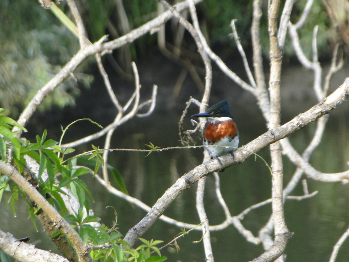 Green Kingfisher - ML632988984