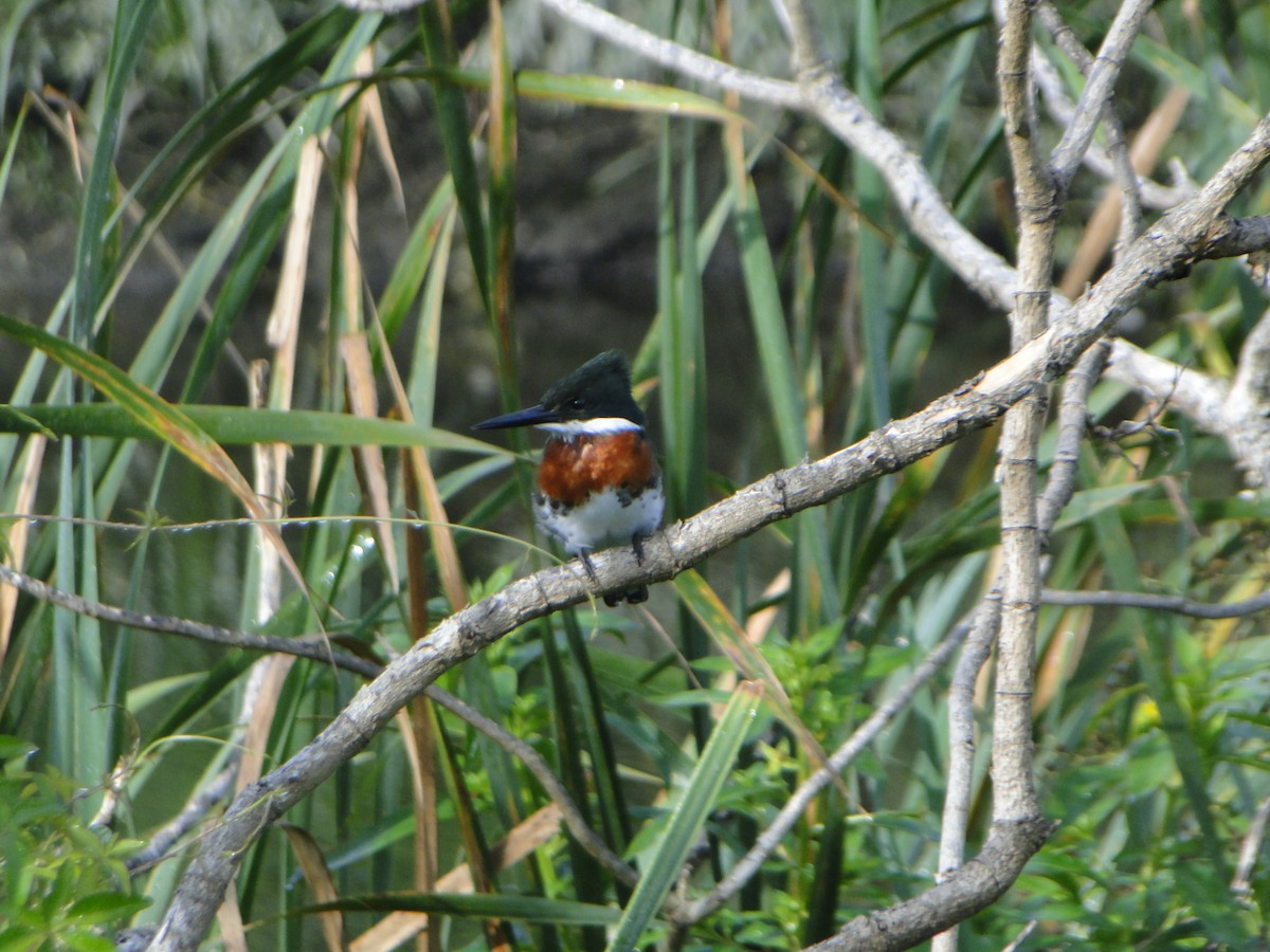 Green Kingfisher - ML632988995