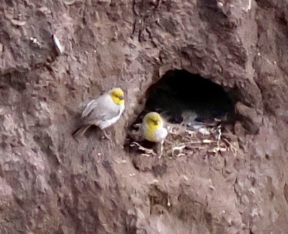 Bright-rumped Yellow-Finch - ML632988999