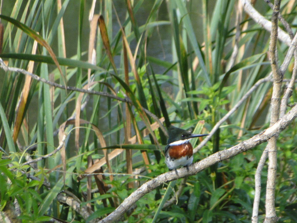 Green Kingfisher - ML632989016