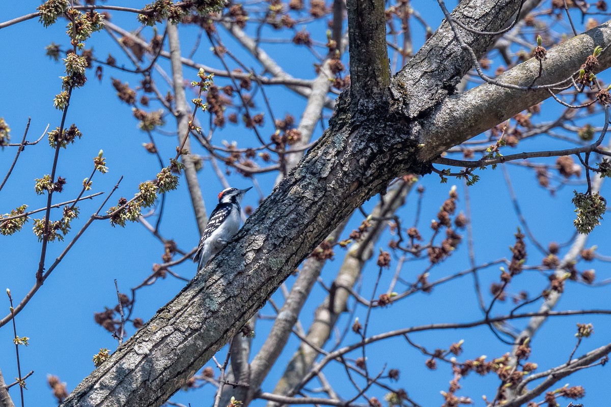 Hairy Woodpecker - ML632989403