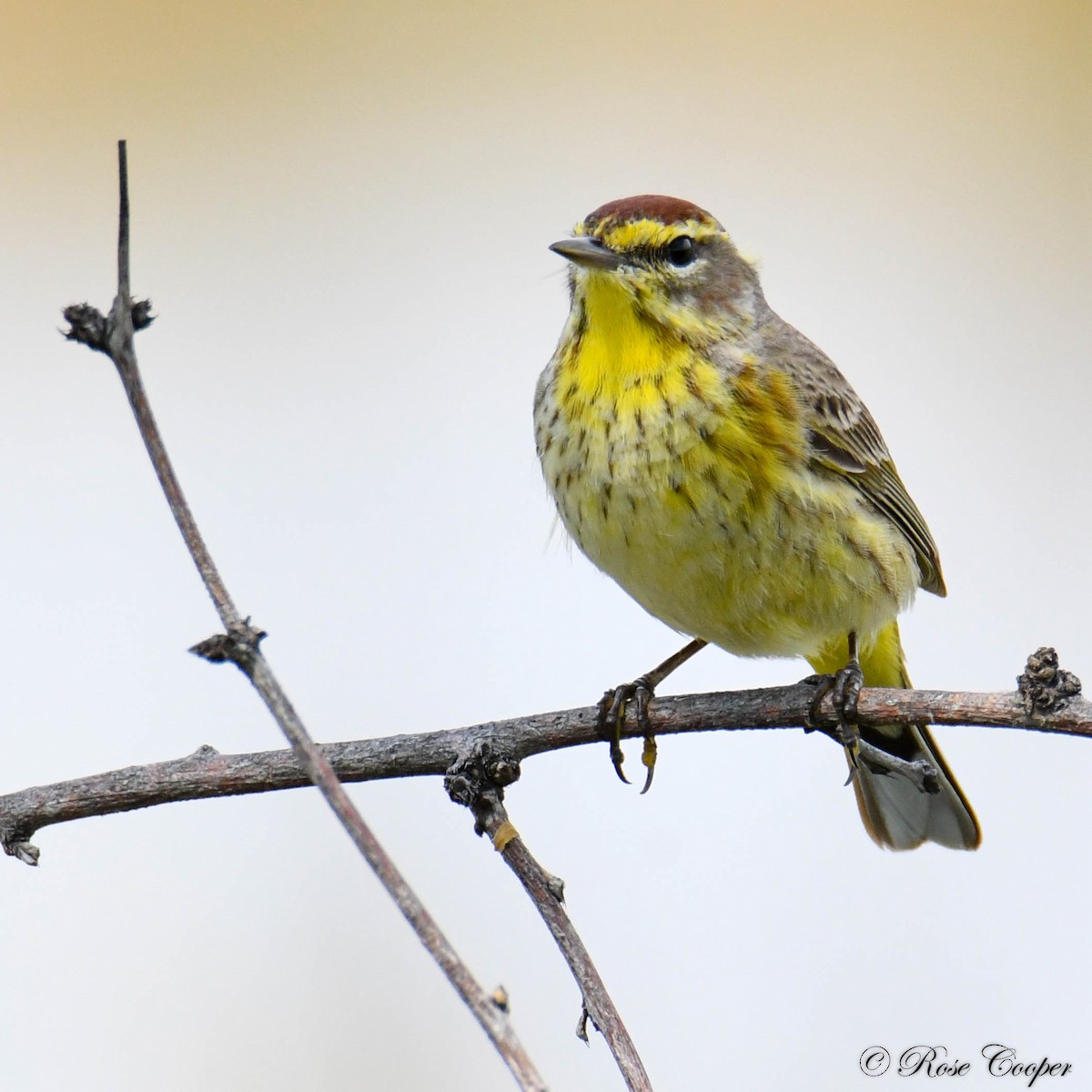 Palm Warbler - ML632989504