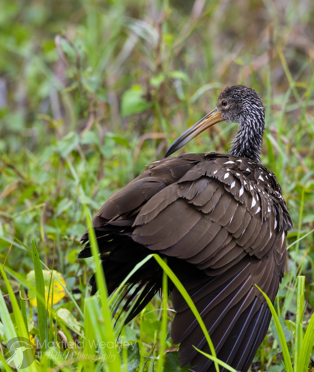 Limpkin (Speckled) - ML632989769