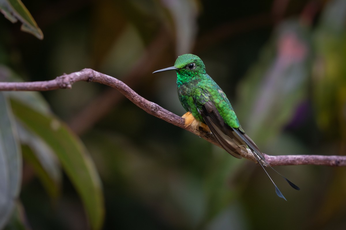 Rufous-booted Racket-tail (Anna's) - ML632990032