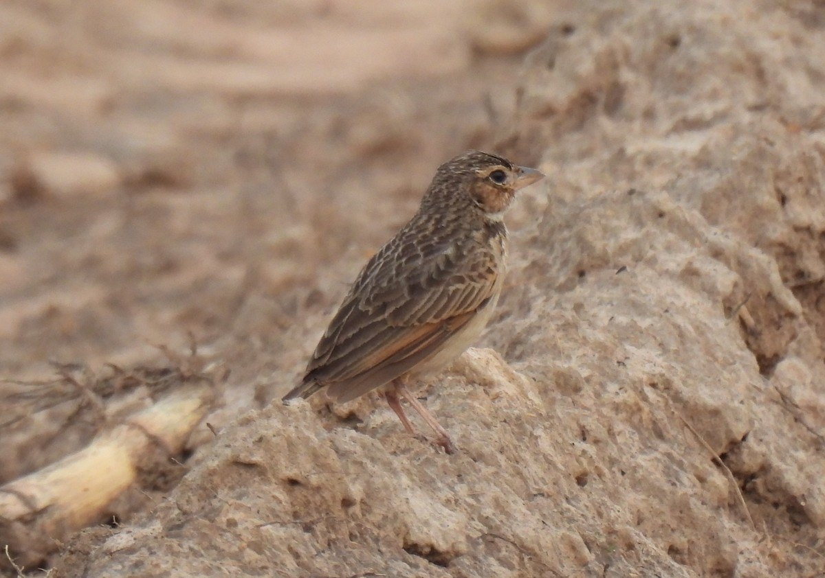 Singing Bushlark (Singing) - ML632990116