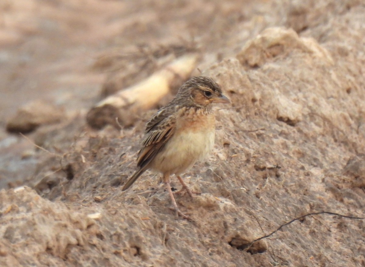 Singing Bushlark (Singing) - ML632990126