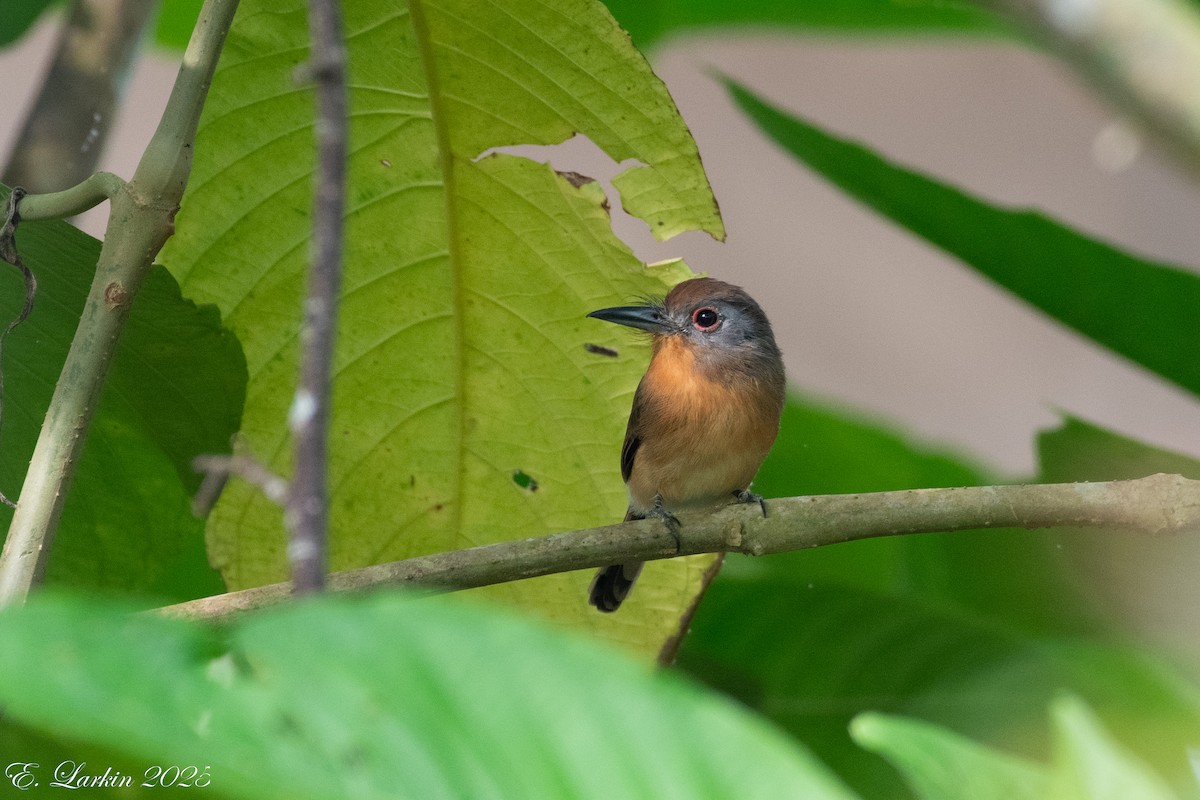 Gray-cheeked Nunlet - Emily Larkin